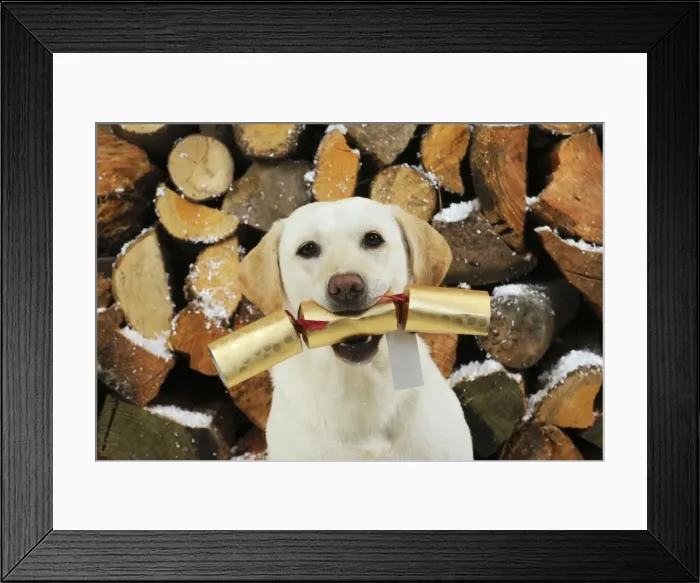 Framed Print : DOG. Yellow labrador in front of logs holding christmas cracker