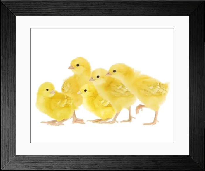 Framed Print : Chicken - chicks in studio Framed Print : Chicken - chicks in studio