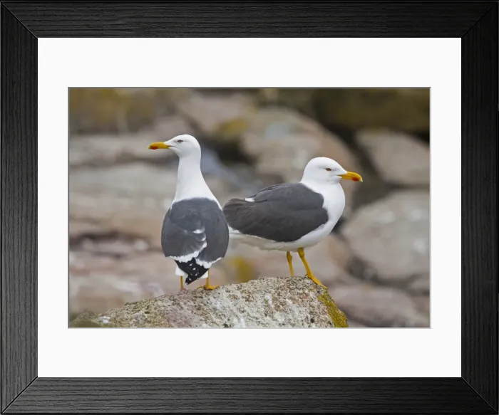 Framed Print : Lesser Black Backed Gulls - UK Framed Print : Lesser Black Backed Gulls - UK