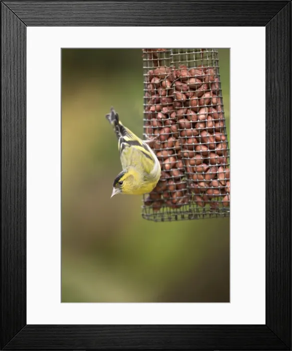 Framed Print : Siskin - on a peanut feeder Framed Print : Siskin - on a peanut feeder