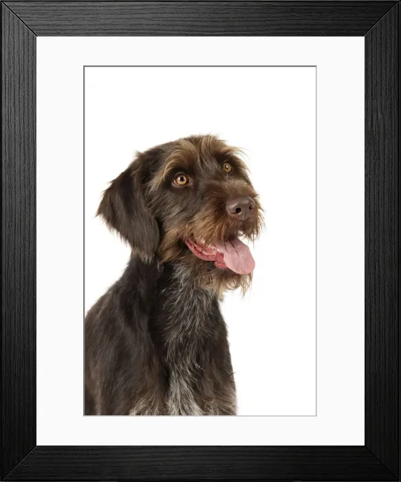 Framed Print : Dog. German Wire-Haired Pointer Framed Print : Dog. German Wire-Haired Pointer