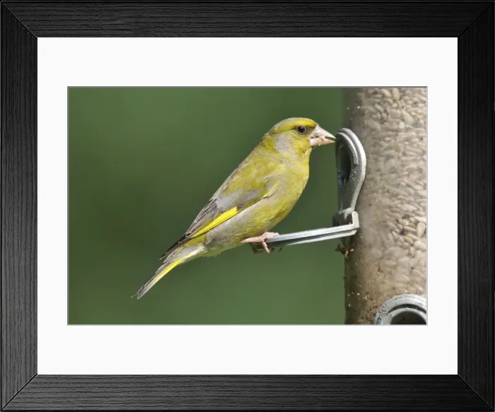 Framed Print : Greenfinch - at bird feeder Framed Print : Greenfinch - at bird feeder