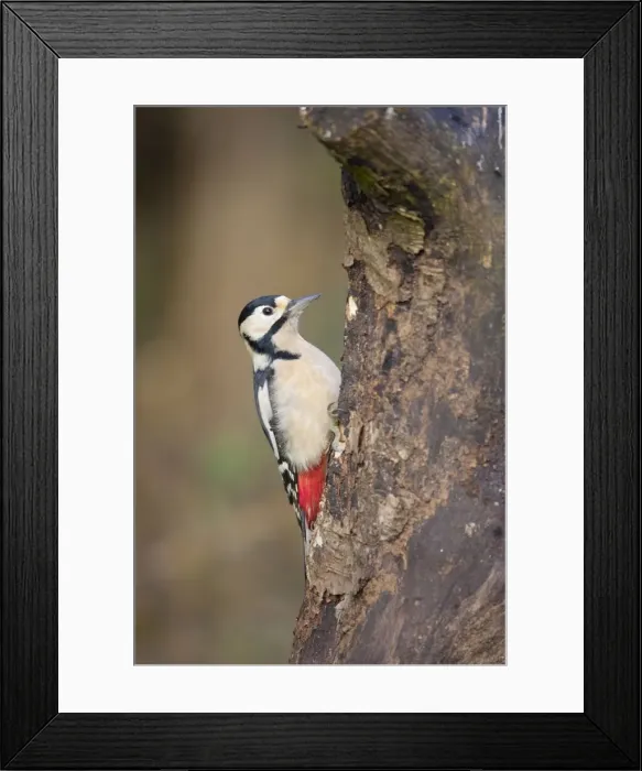 Framed Print : Great Spotted Woodpecker - female - Cornwall - UK Framed Print : Great Spotted Woodpecker - female - Cornwall - UK