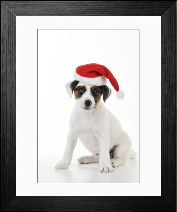 Framed Print : DOG. Parson jack russell terrier puppy wearing a christmas hat Framed Print : DOG. Parson jack russell terrier puppy wearing a christmas hat