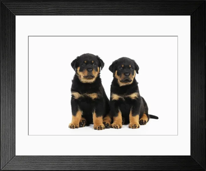 Framed Print : DOG. Rottweiler puppies sitting next to each other Framed Print : DOG. Rottweiler puppies sitting next to each other