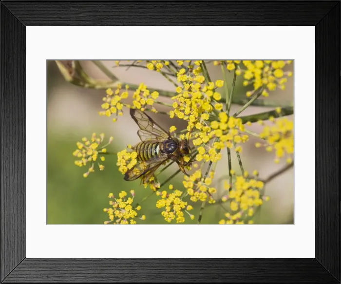 Framed Print : Sawfly - adult on fennel - normally black - Britains largest Sawfly - Bedfordshire UK 12196 Framed Print : Sawfly - adult on fennel - normally black - Britains largest Sawfly - Bedfordshire UK 12196