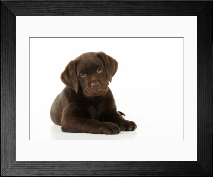 Framed Print : DOG. Chocolate Labrador puppy laying down Framed Print : DOG. Chocolate Labrador puppy laying down
