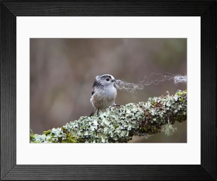 Framed Print : Long Tailed Tit - collecting wool - Cornwall - UK Framed Print : Long Tailed Tit - collecting wool - Cornwall - UK