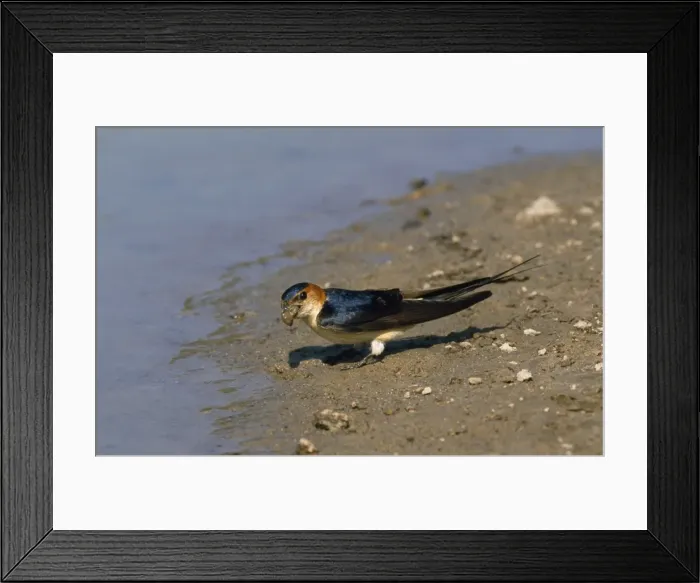 Framed Print : Red-rumped Swallow - mud for building a nest Framed Print : Red-rumped Swallow - mud for building a nest