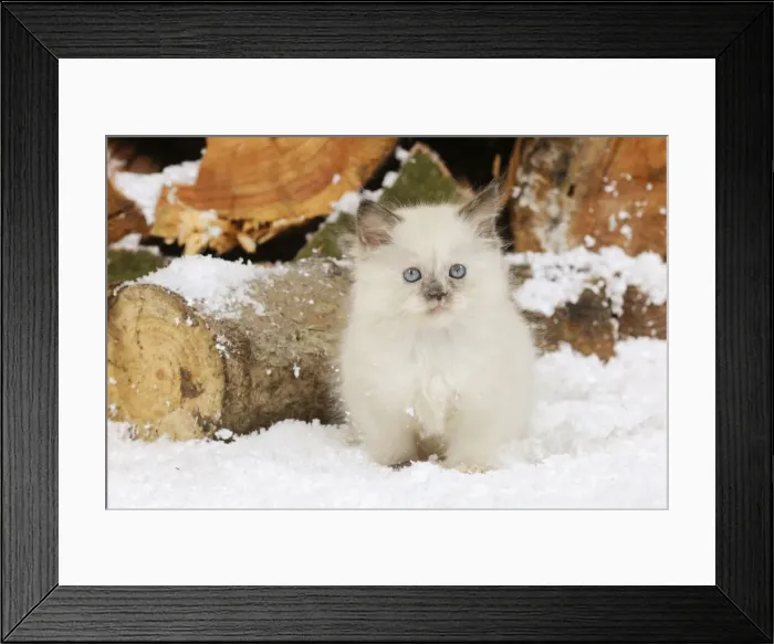 Framed Print : CAT. Kitten sitting in snow Framed Print : CAT. Kitten sitting in snow