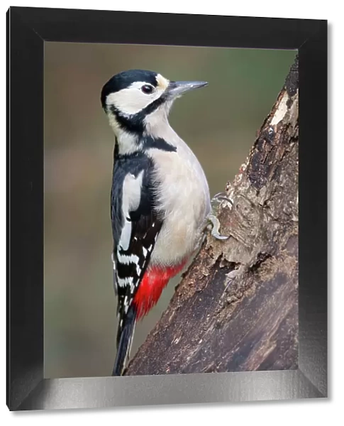 Great Spotted Woodpecker - female - Cornwall - UK