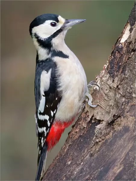 Great Spotted Woodpecker - female - Cornwall - UK
