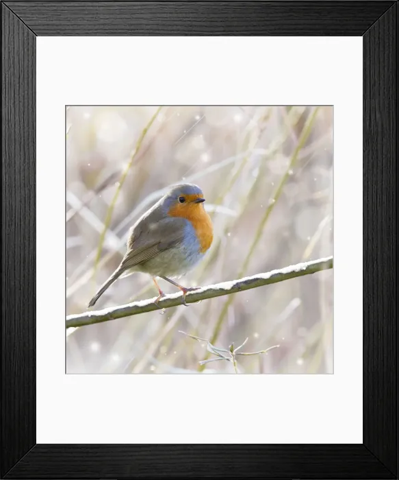 Framed Print : Robin - in winter snow - England UK. Digital Manipulation: all snow Framed Print : Robin - in winter snow - England UK. Digital Manipulation: all snow