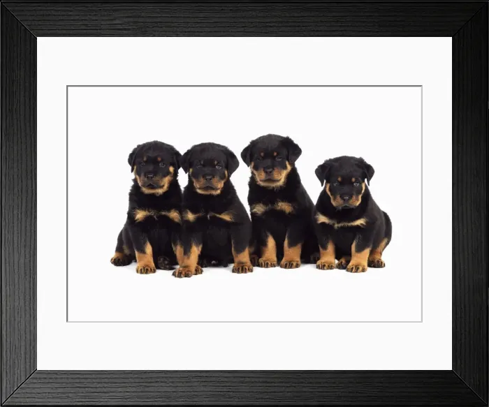 Framed Print : DOG. Rottweiler puppies sat in a row