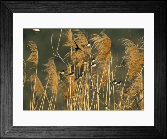 Framed Print : Swallows - on reeds in breeze Framed Print : Swallows - on reeds in breeze