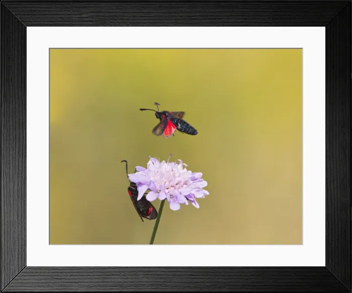 Framed Print : Six Spot Burnet - in flight over flower - Bedfordshire UK 12177 Framed Print : Six Spot Burnet - in flight over flower - Bedfordshire UK 12177