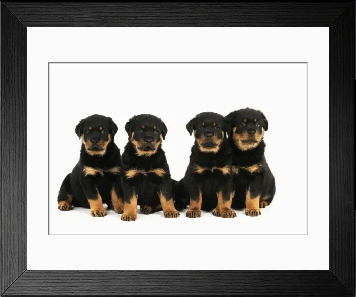 Framed Print : DOG. Rottweiler puppies sat in a row Framed Print : DOG. Rottweiler puppies sat in a row