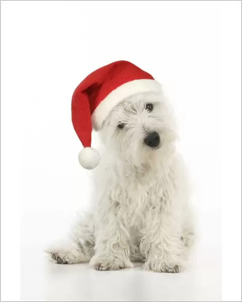 DOG. West highland white terrier puppy wearing a Christmas hat Digital Manipulation: Hat JD