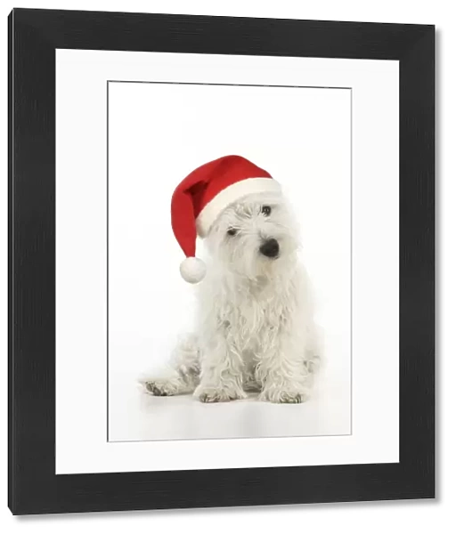 DOG. West highland white terrier puppy wearing a Christmas hat Digital Manipulation: Hat JD