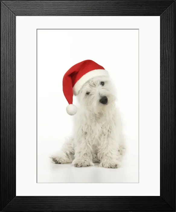 Framed Print : DOG. West highland white terrier puppy wearing a Christmas hat Digital Manipulation: Hat JD Framed Print : DOG. West highland white terrier puppy wearing a Christmas hat Digital Manipulation: Hat JD
