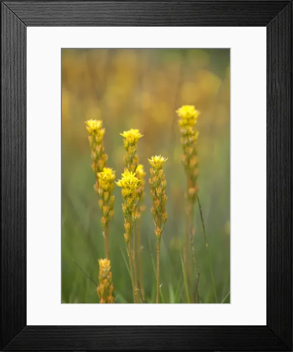 Framed Print : Bog Asphodel. Location - bogs and wet heaths - July / August. West Sussex UK Framed Print : Bog Asphodel. Location - bogs and wet heaths - July / August. West Sussex UK