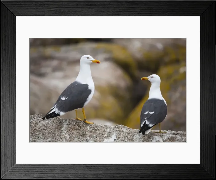 Framed Print : Lesser Black Backed Gull - on a rock Framed Print : Lesser Black Backed Gull - on a rock