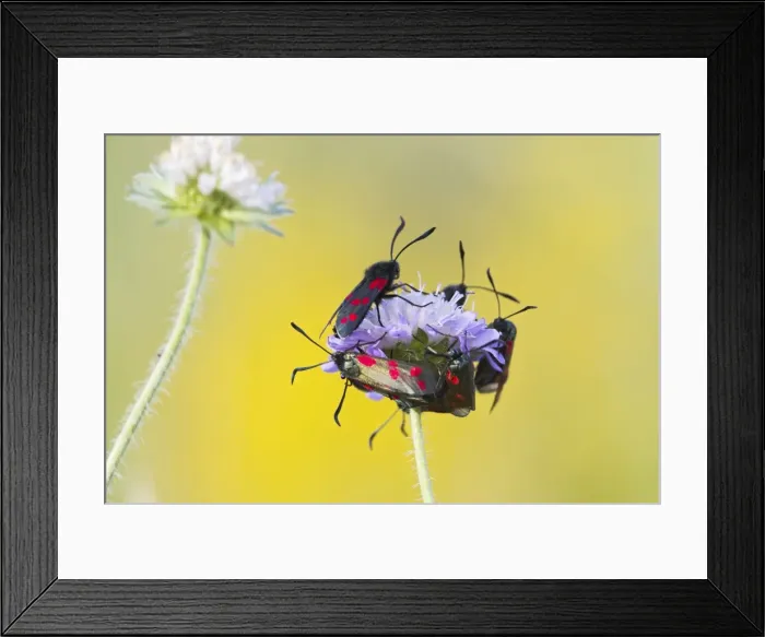 Framed Print : Six Spot Burnet - group on flower head - Bedfordshire UK 12121 Framed Print : Six Spot Burnet - group on flower head - Bedfordshire UK 12121