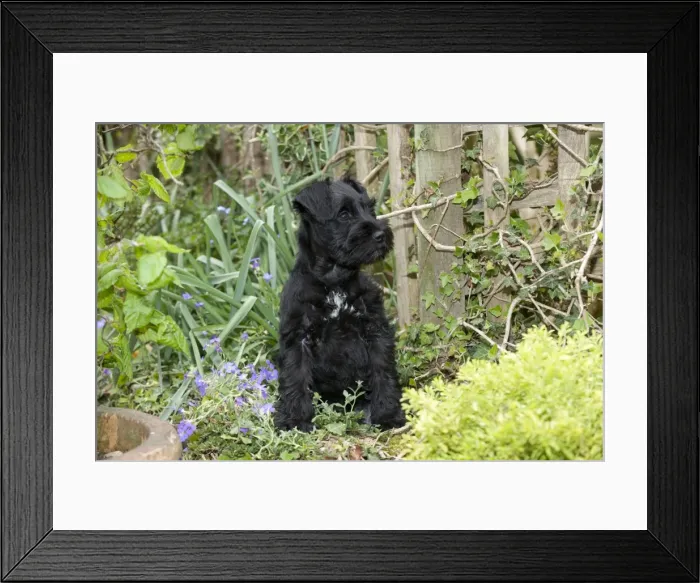 Framed Print : Dog - Miniature Schnauzer - 10 week old puppy - sitting in garden Framed Print : Dog - Miniature Schnauzer - 10 week old puppy - sitting in garden