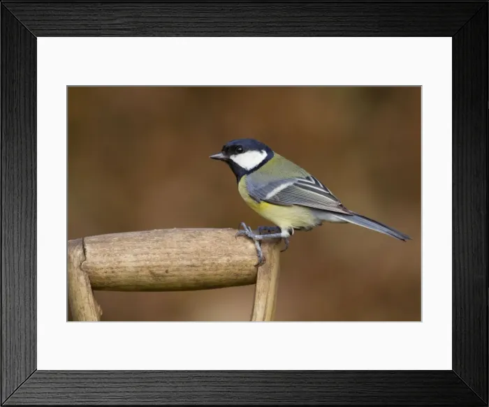 Framed Print : Great Tit - on garden fork - Cornwall - UK Framed Print : Great Tit - on garden fork - Cornwall - UK