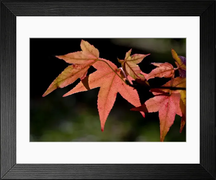 Framed Print : Japanese maple leaves against the light - surviving into November. A visit to Sheffield Park in early November. UK. Autumn colour was exceptionally good in 2008 Framed Print : Japanese maple leaves against the light - surviving into November. A visit to Sheffield Park in early November. UK. Autumn colour was exceptionally good in 2008