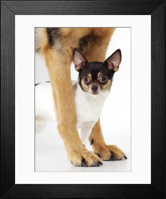 Framed Print : DOG. Chihuahua standing between a german shepherds paws Framed Print : DOG. Chihuahua standing between a german shepherds paws