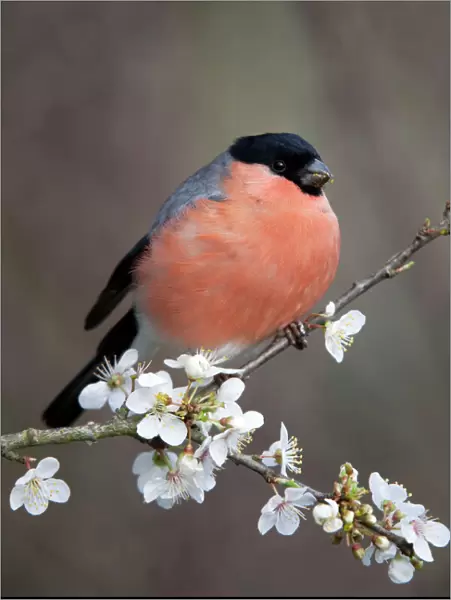 Bullfinch - male on Blossom in spring