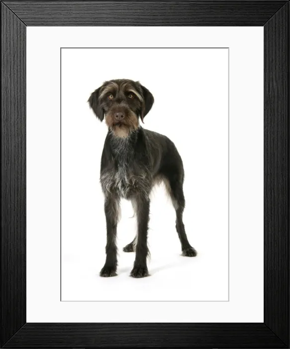 Framed Print : Dog. German Wire-Haired Pointer