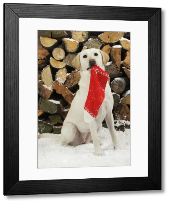 Framed Print : DOG. Yellow labrador sitting in snow in front of logs holding christmas stocking Framed Print : DOG. Yellow labrador sitting in snow in front of logs holding christmas stocking