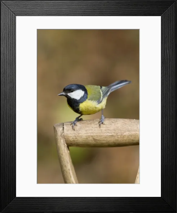 Framed Print : Great Tit - on garden fork - Cornwall - UK Framed Print : Great Tit - on garden fork - Cornwall - UK