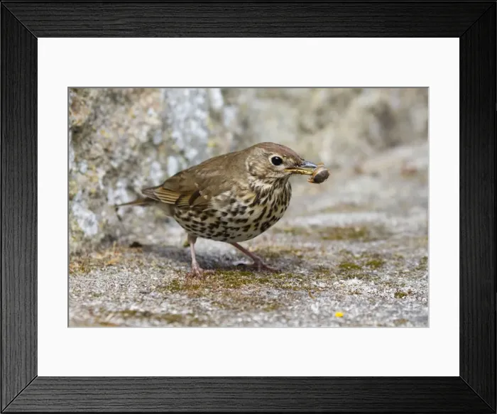 Framed Print : Song Thrush - with snail in beak Framed Print : Song Thrush - with snail in beak