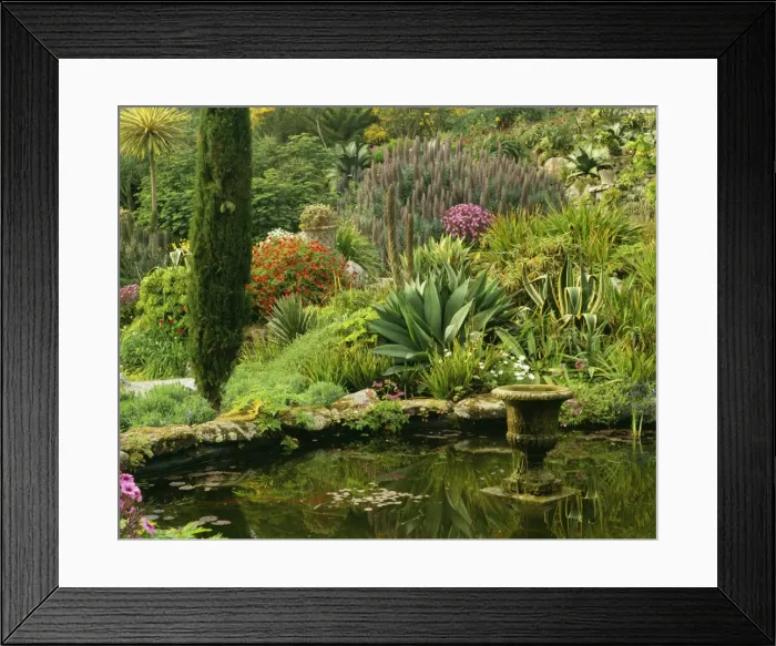 Framed Print : Scilly Isles - Pool & Garden. Many plants not grown in UK, but flourishing in micro-climate of Scilly Isles. Abbey Gardens Tresco Framed Print : Scilly Isles - Pool & Garden. Many plants not grown in UK, but flourishing in micro-climate of Scilly Isles. Abbey Gardens Tresco