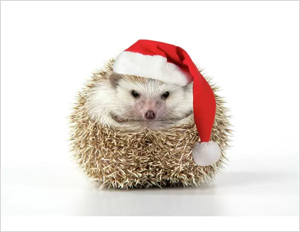 Hedgehog - wearing Christmas hat Digital Manipulation: Hat JD