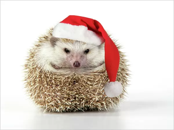 Hedgehog - wearing Christmas hat Digital Manipulation: Hat JD