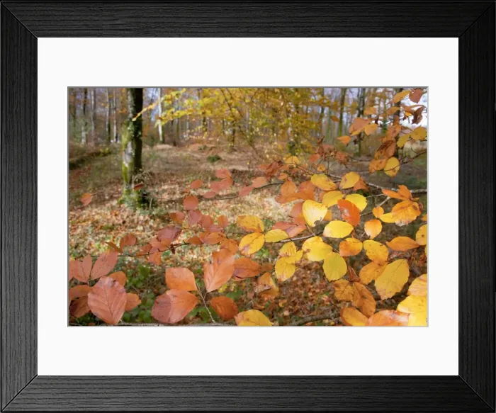 Framed Print : LeBall Wood - near Bodmin - Cornwall - UK Framed Print : LeBall Wood - near Bodmin - Cornwall - UK