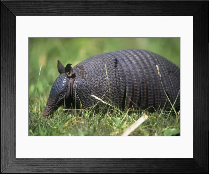 Framed Print : Long-nosed Armadillo - Argentina - Uruguay - Brazil Framed Print : Long-nosed Armadillo - Argentina - Uruguay - Brazil