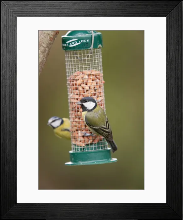 Framed Print : Great Tit - on peanut feeder - blue tit to rear - Cornwall - UK Framed Print : Great Tit - on peanut feeder - blue tit to rear - Cornwall - UK