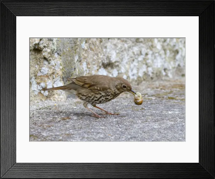 Framed Print : Song Thrush - with snail in beak Framed Print : Song Thrush - with snail in beak