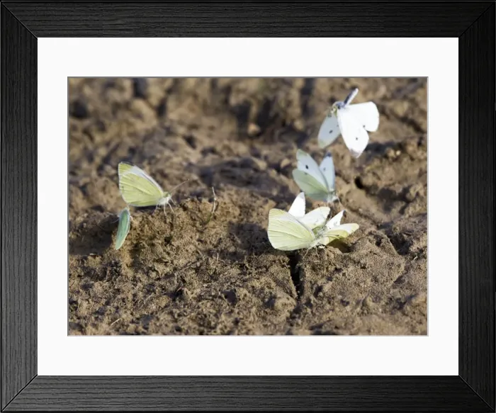 Framed Print : Small White Butterfly - group taking minerals from mud - Bedfordshire UK 12184 Framed Print : Small White Butterfly - group taking minerals from mud - Bedfordshire UK 12184