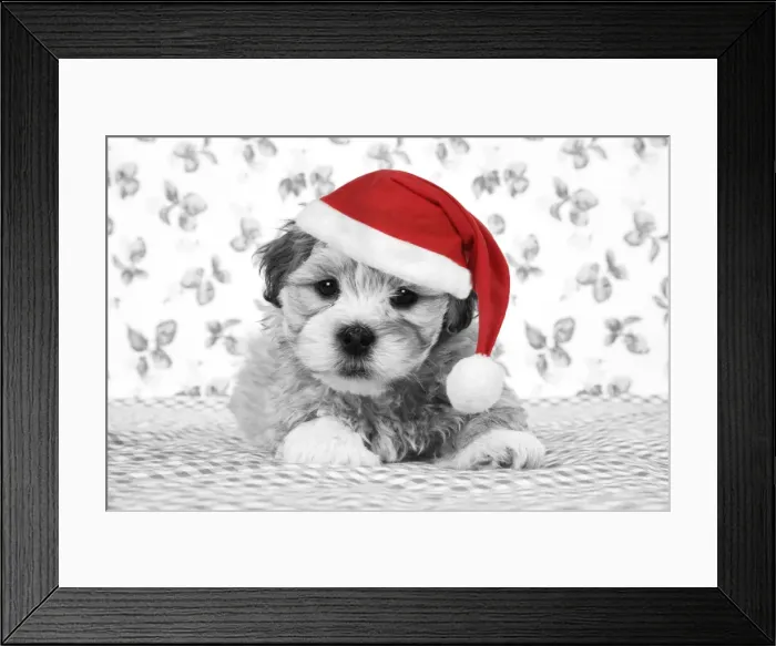 Framed Print : Dog - 7 weeks old Lhasa Apso cross Shih Tzu puppy Digital Manipulation: Hat JD, B&W Framed Print : Dog - 7 weeks old Lhasa Apso cross Shih Tzu puppy Digital Manipulation: Hat JD, B&W