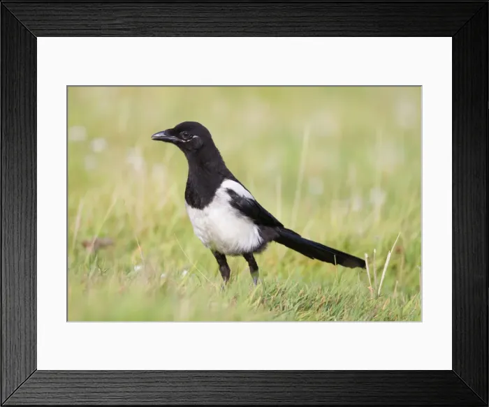 Framed Print : Magpie - young - Cornwall - UK Framed Print : Magpie - young - Cornwall - UK