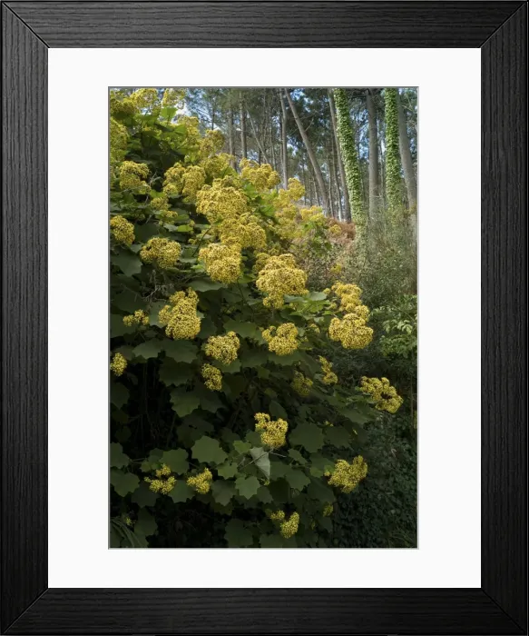 Framed Print : Madeiro's Senecio petasitis. This species is indigenous to Madeira and the Canary Islands. and is much in evidence whilst walking the levadas. February Framed Print : Madeiro's Senecio petasitis. This species is indigenous to Madeira and the Canary Islands. and is much in evidence whilst walking the levadas. February