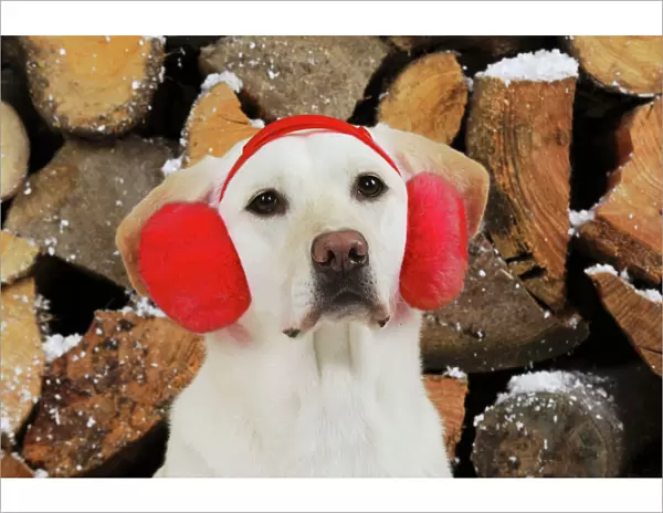 DOG. Yellow labrador in front of logs wearing red ear muffs Digital Manipulation: from pink to red