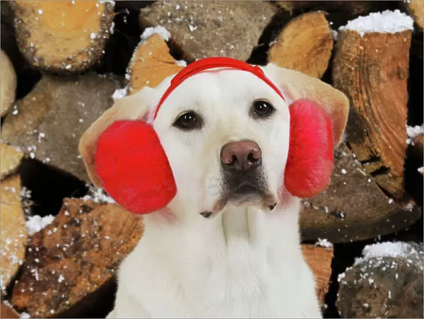DOG. Yellow labrador in front of logs wearing red ear muffs Digital Manipulation: from pink to red