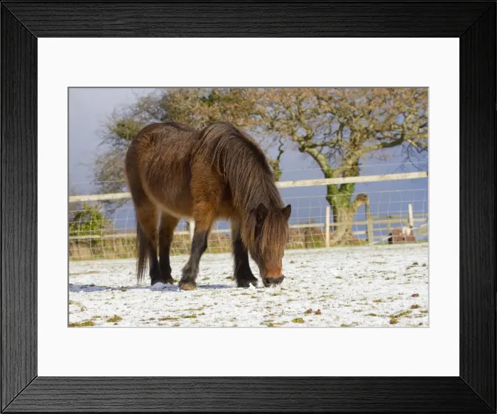 Framed Print : Pony grazing in snow - Cornwall - UK Framed Print : Pony grazing in snow - Cornwall - UK